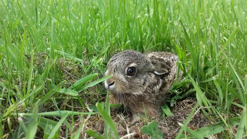 jong haasje prierlechapelet pixabay