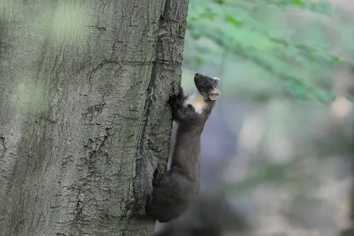 Boommarter_Wim_Weenink  (1)