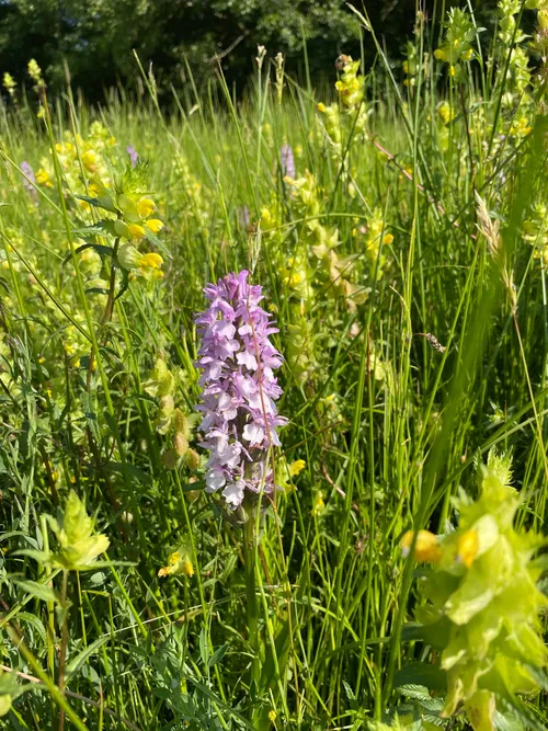 Rietorchis Hans Hugen