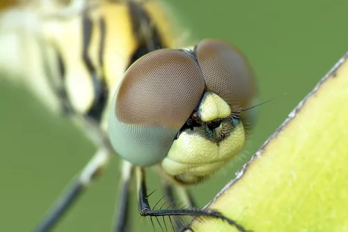 Libelle dichtbij, Pexels, Pixabay