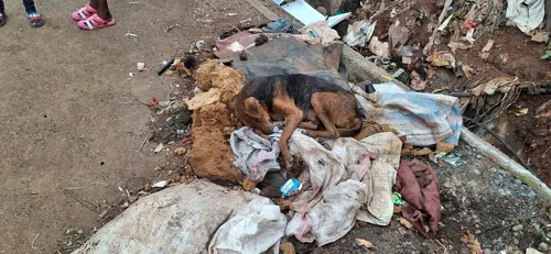 Straathond in Kibera 20260527_173026