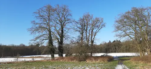 lijnenspel beuken