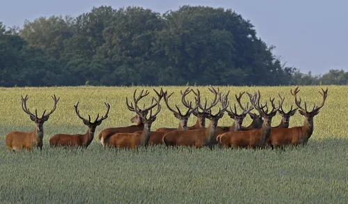 2 dick vermeulen mooirheden