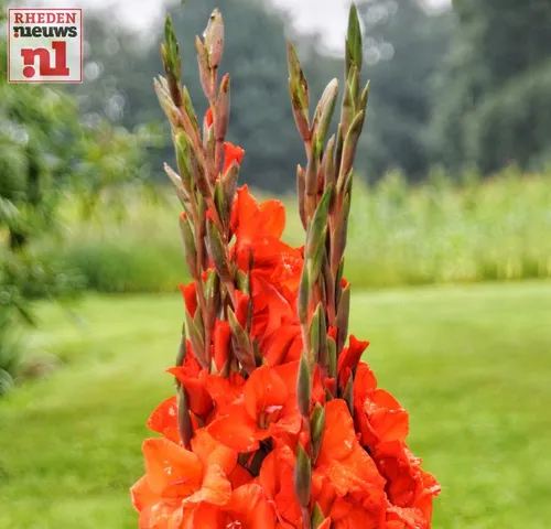2016 08 06 laag soeren gladiolenfestival 002