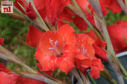 2016 08 06 laag soeren gladiolenfestival 014