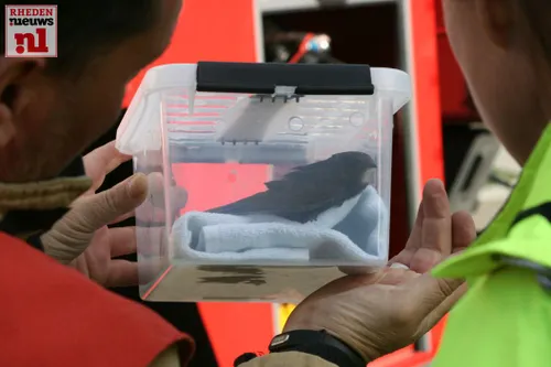 20160514 zwaluw vast in de merwedestraat 017