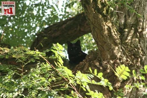 20161001 kat in boom dillenburglaan 12 velp 001