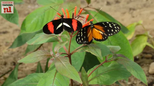 2017 07 12 burgers mangrove 028