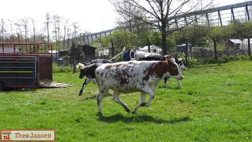 2021 04 24 weteringstraat velp geerfdepark inscharen paarden pinken in de weide 9