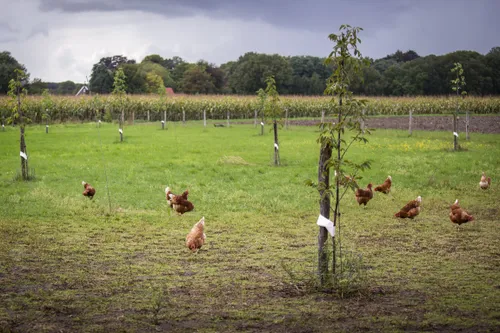 agroforestry fotograaf annemieke kok