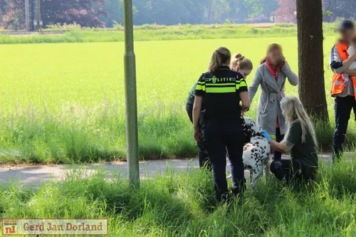 auto tegen boom in velp bestuurder naar ziekenhuis hond naar opvang 19 05 2024 12