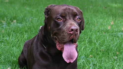 balou1 dierentehuis arnhem en omstreken