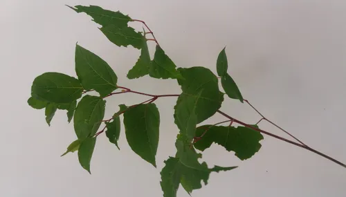 bestrijding japanse duizendknoop liemers hendriks groenvoorziening biljoen groen2