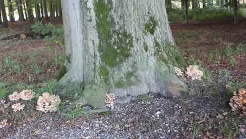 beukenboom middachten