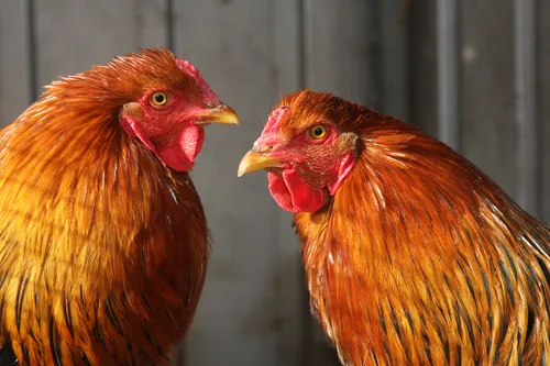 bram 21540 en bert 21541 1