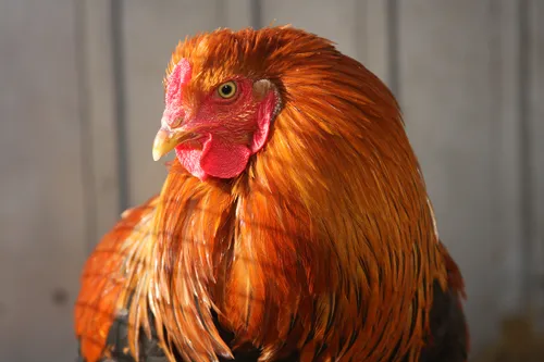 bram 21540 en bert 21541 3