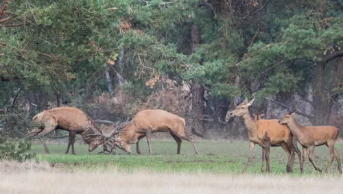 bronstexcursie ivn oost veluwezoom1 corlc3a8ne van der kamp