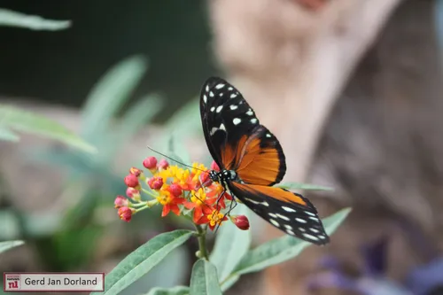 burgers mangrove 2017 07 13 7