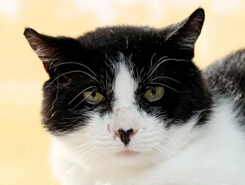 butler dierentehuis arnhem en omstreken