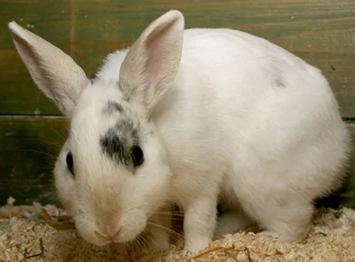 captain jack dierentehuis arnhem en omstreken