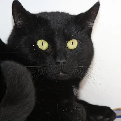 charlie 23041 en dexter 23042 2