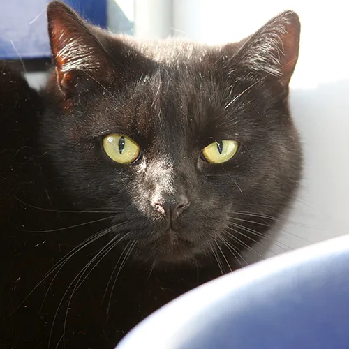 charlie 23041 en dexter 23042 3