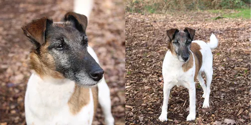 coco 25311 2 dierentehuis arnhem en omstreken