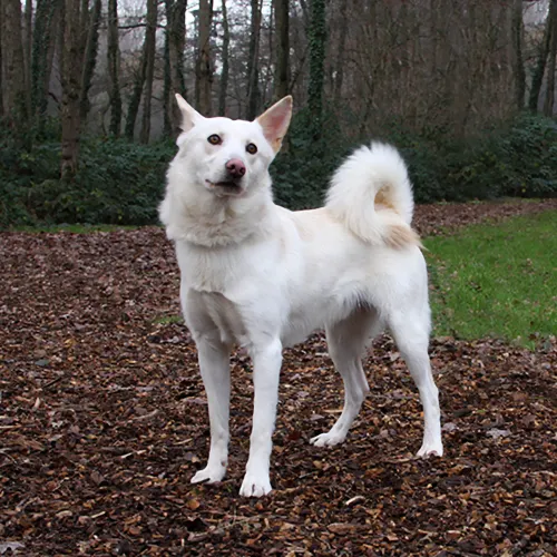 cody dierentehuis arnhem en omstreken2