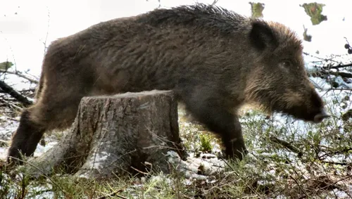 diersporenwandeling ivn oost veluwezoom sandra omlo2
