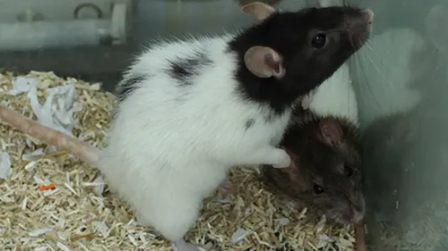 dopey bibi 1 dierentehuis arnhem en omstreken