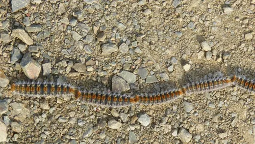 eikenprocessierups gemeente rheden2