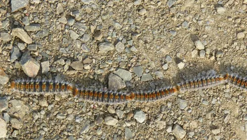 eikenprocessierups gemeente rheden2