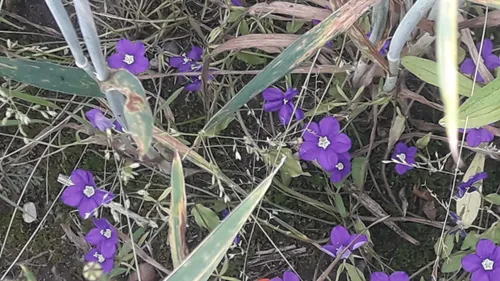 er komt een nieuw en bijzonder streekproduct aan 2019 07 18 2