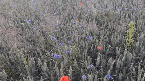 er komt een nieuw en bijzonder streekproduct aan 2019 07 18 3