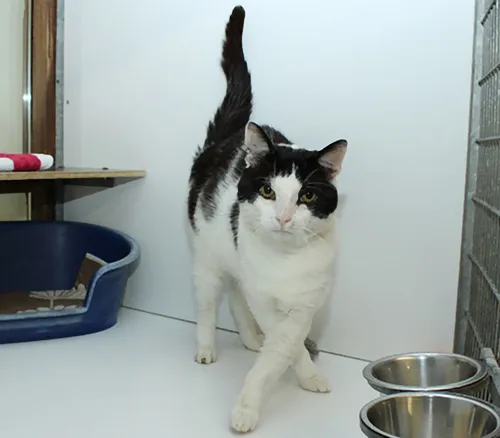 fonzy1 29338 dierentehuis arnhem en omstreken