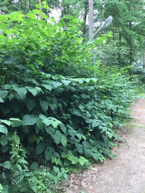 gemeente rheden duizendknoop2