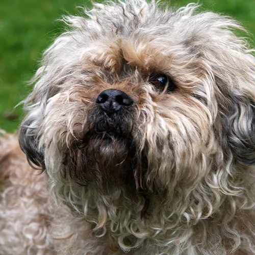 gipsy 26239 puk 26240 2