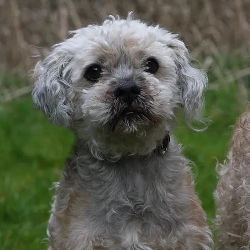 gipsy 26239 puk 26240 3