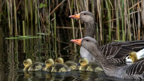 grauwe gans arjan vennema