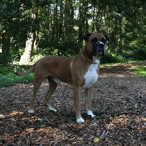 gringo 24240 dierentehuis arnhem omstreken 2