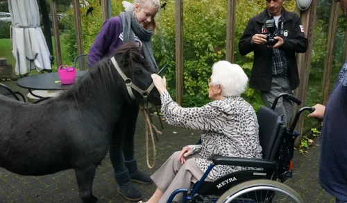 groenhorst pony buiten bij biesdel