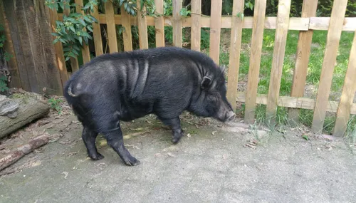 hangbuikzwijn matthijs vermeij2