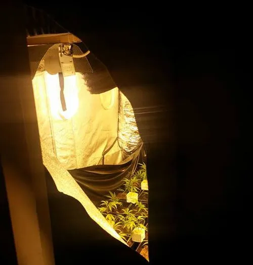 hennepkwekerij velp1 politie velp