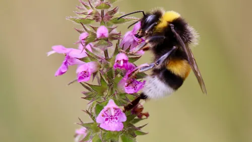 hommel uit de aardhommelgroep jaap vette