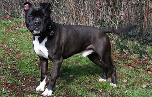 huisdier van de week dior1 dierentehuis arnhem en omstreken