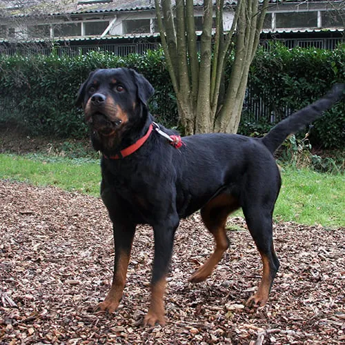 huisdier van de week tica dierentehuis arnhem en omstreken 1