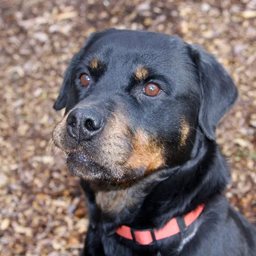 huisdier van de week tica dierentehuis arnhem en omstreken 3