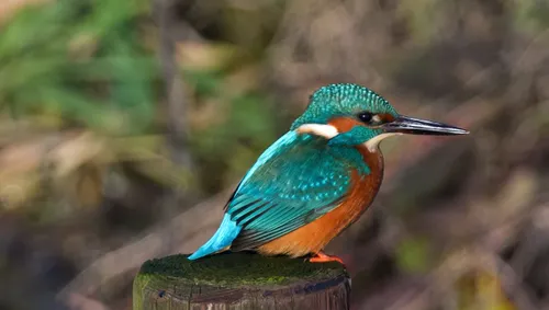 ijsvogel arjan vennema