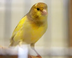 ivo japie en flip zoeken een coole keet1