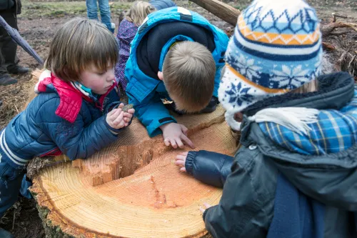 jaarringen tellen foto ton rottengarter